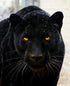 Black Panther DIY Painting Kit
